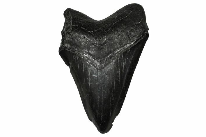 Serrated, Fossil Megalodon Tooth - South Carolina #356852